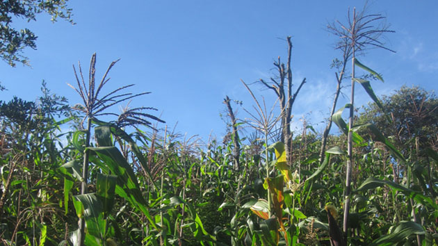 Fertile soil and ripe blue corn.&nbsp;<span class='italic'>Photo Credit:&nbsp;Isabel Hawkins</span>